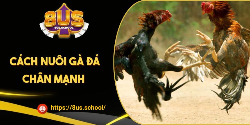 Cách Nuôi Gà Đá Chân Mạnh - Bài Tập Và Chế Độ Dinh Dưỡng