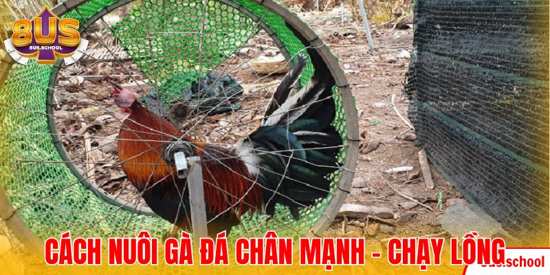 Cách nuôi gà đá chân mạnh - chạy lồng