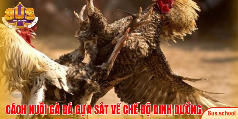 Cách nuôi gà đá cựa sắt về chế độ dinh dưỡng