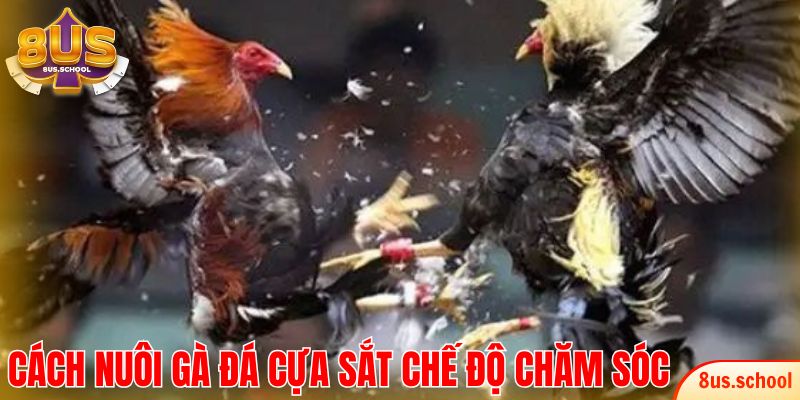 Chế độ chăm sóc trong cách nuôi gà đá cựa sắt