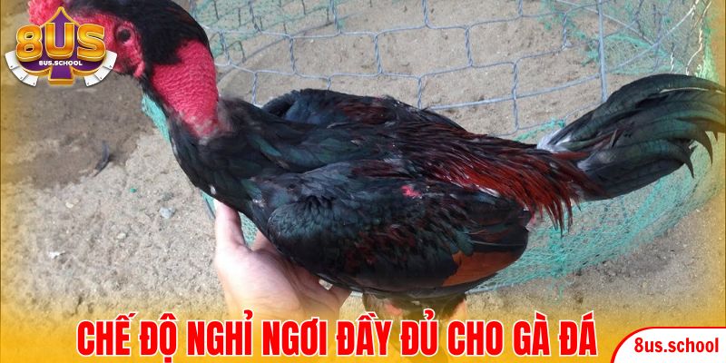 Cần có chế độ nghỉ ngơi đầy đủ cho gà đá