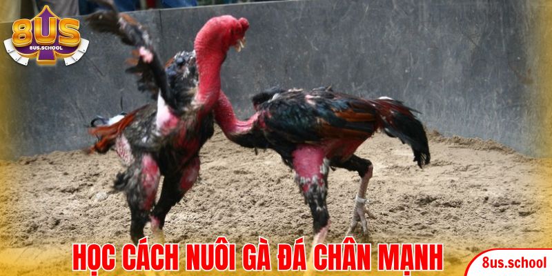 Học cách nuôi gà đá chân mạnh