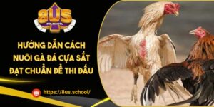 Hướng Dẫn Cách Nuôi Gà Đá Cựa Sắt Đạt Chuẩn Để Thi Đấu