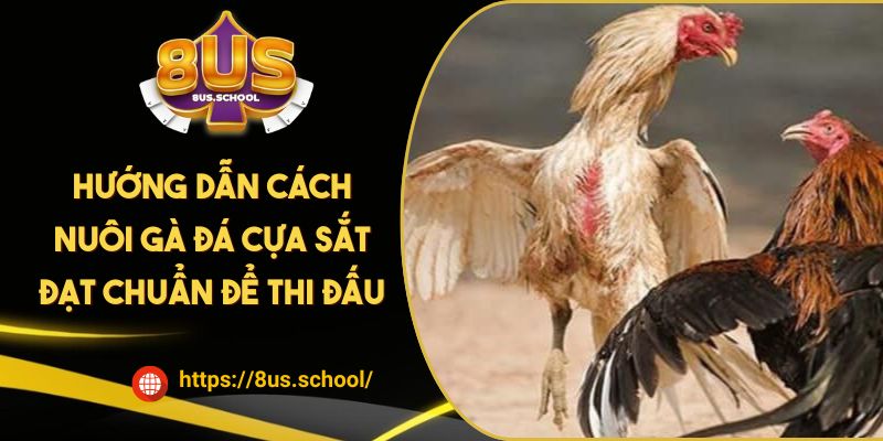 Hướng Dẫn Cách Nuôi Gà Đá Cựa Sắt Đạt Chuẩn Để Thi Đấu