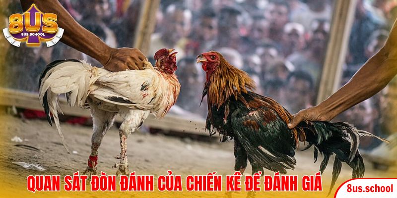 Quan sát đòn đánh của chiến kê để đánh giá