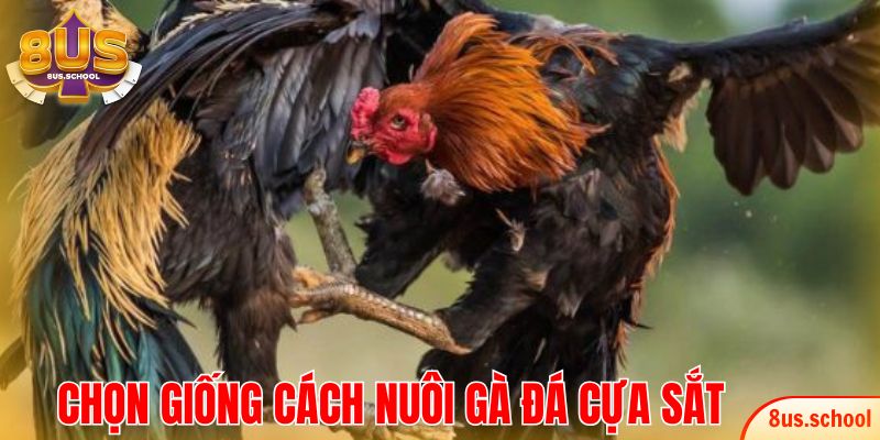 Tiêu chí chọn giống trong cách nuôi gà đá cựa sắt